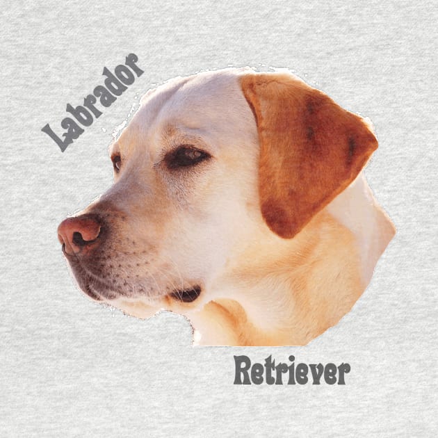 Dog breeds - Labrador Retriever by Hujer